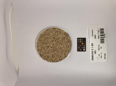 Click for 1 image(s) for this accession. SEED